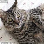Ilene Gerlach Profile Picture