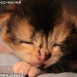 Fern Dicki Profile Picture