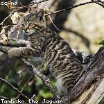 Jan Torp Profile Picture