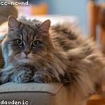 Daphney Torp Profile Picture