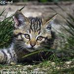 Amparo Koepp Profile Picture