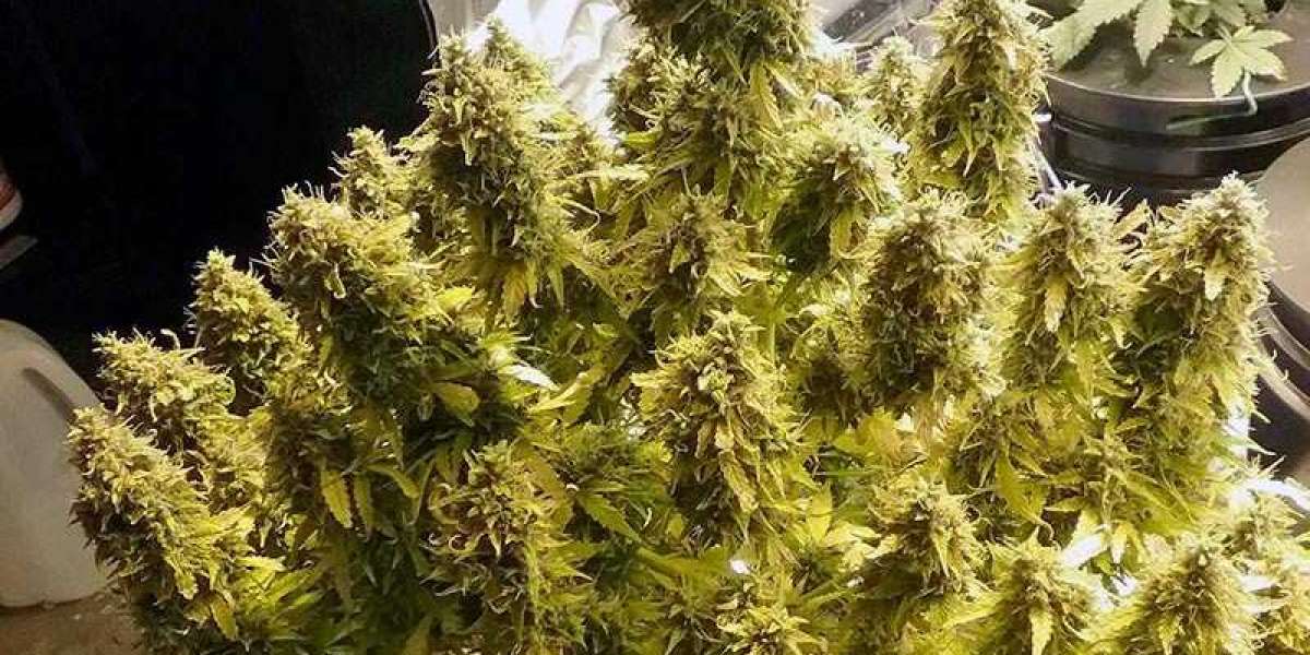 The Genetics of Pineapple Express Strain