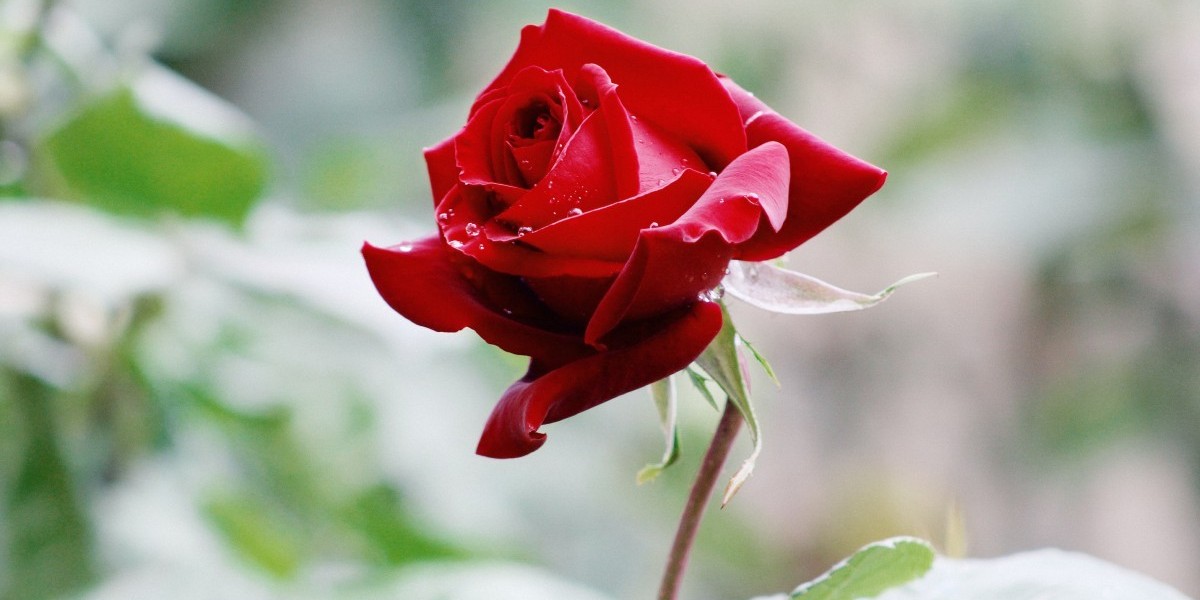 Rigid Box Forming Machine suppliers