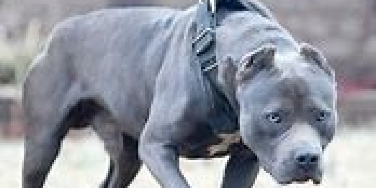 Beyond the Basics: What to Expect from the Best American Bully Breeders