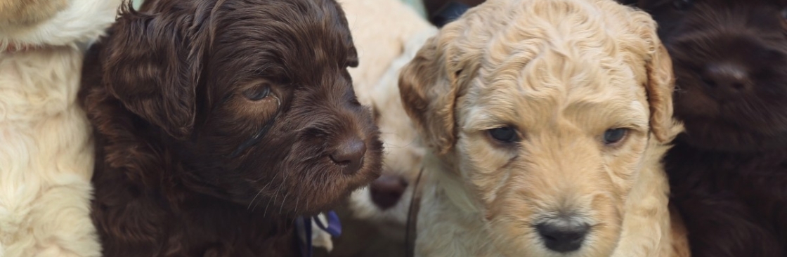 Hidden Springs Labradoodles Cover Image