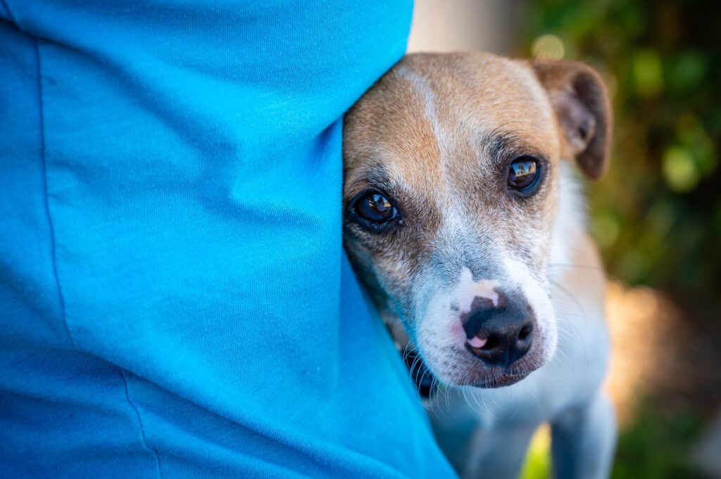 You don’t have a clue what your dog is feeling - Todaytechtime.com is a website that offers in-depth and comprehensive coverage of ChatGPT, artificial intelligence, AI news, and machine learning, Gaming and more.