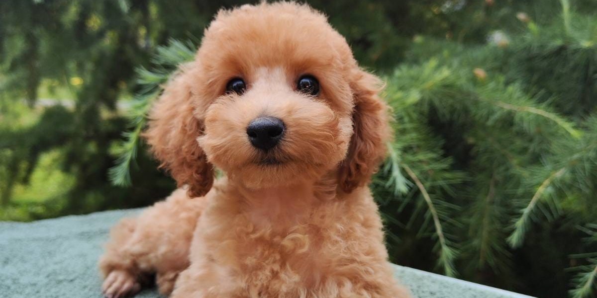 Exploring the Charm of Poodle Puppies for Sale in Chennai