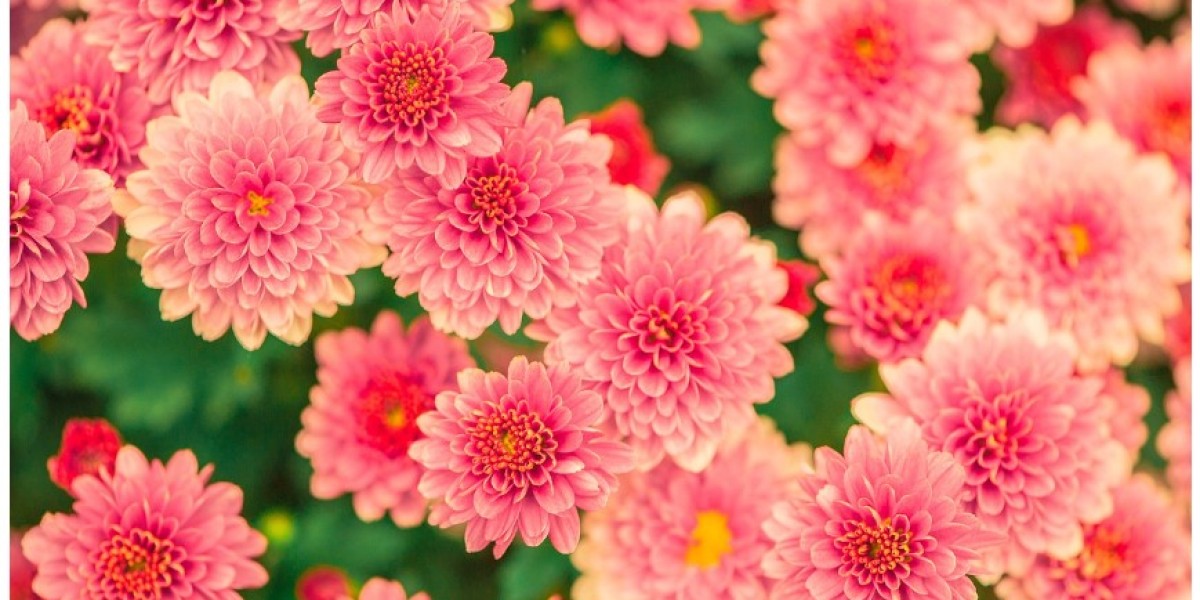 "Exploring Gardens Nursery: A Comprehensive Guide to Choosing the Perfect Plants"