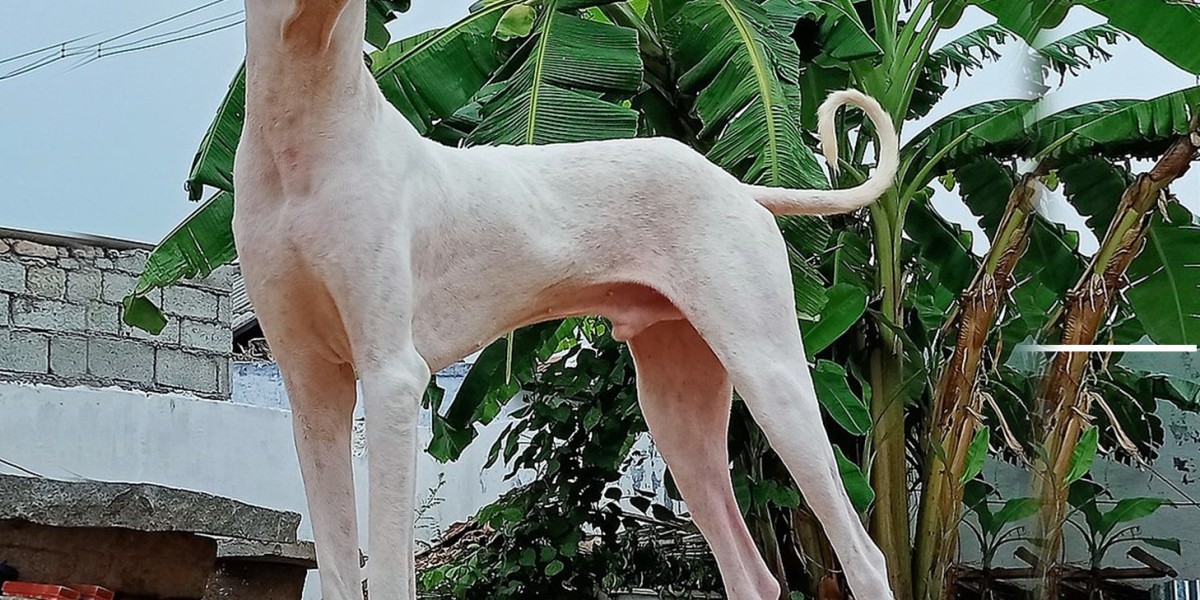 Exploring Rajapalayam Puppies for Sale in Chennai: A Regal Addition to Your Family