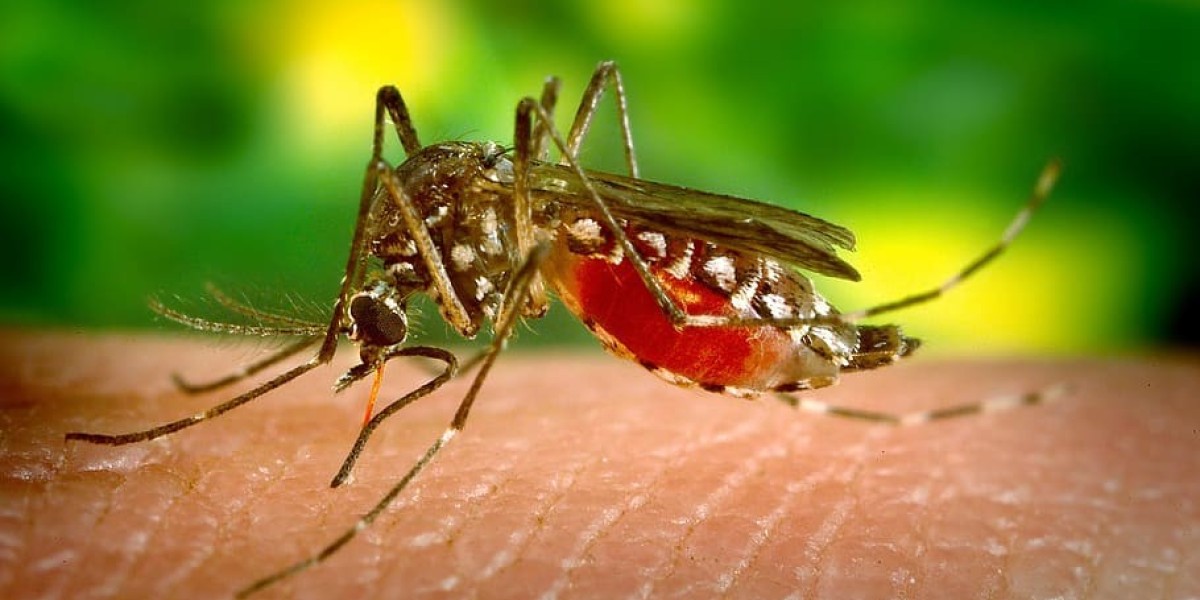 Mosquito Control