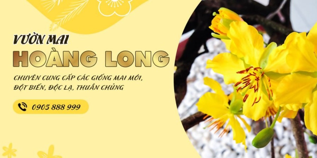 Những hình ảnh đẹp về chậu hoa mai nở rực rỡ