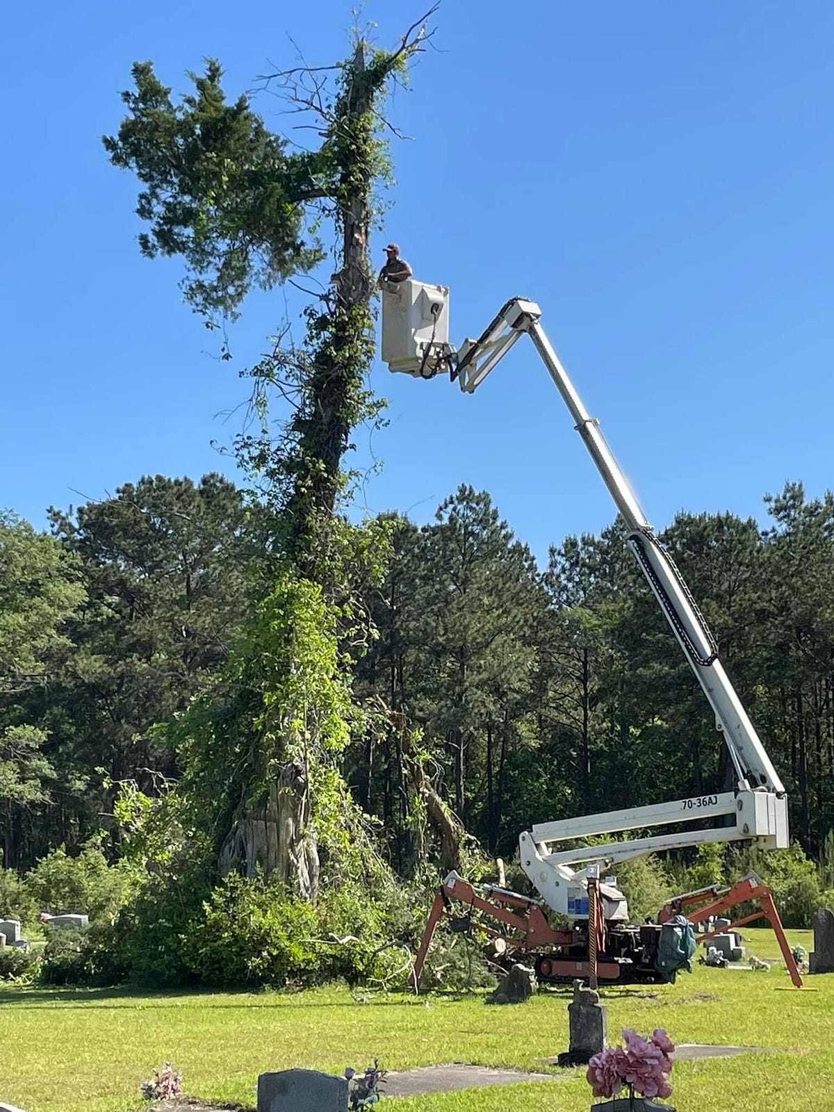 Why Do You Need A Professional Tree Removal Service Provider? | by Geddie Tree & Land Services | Feb, 2024 | Medium