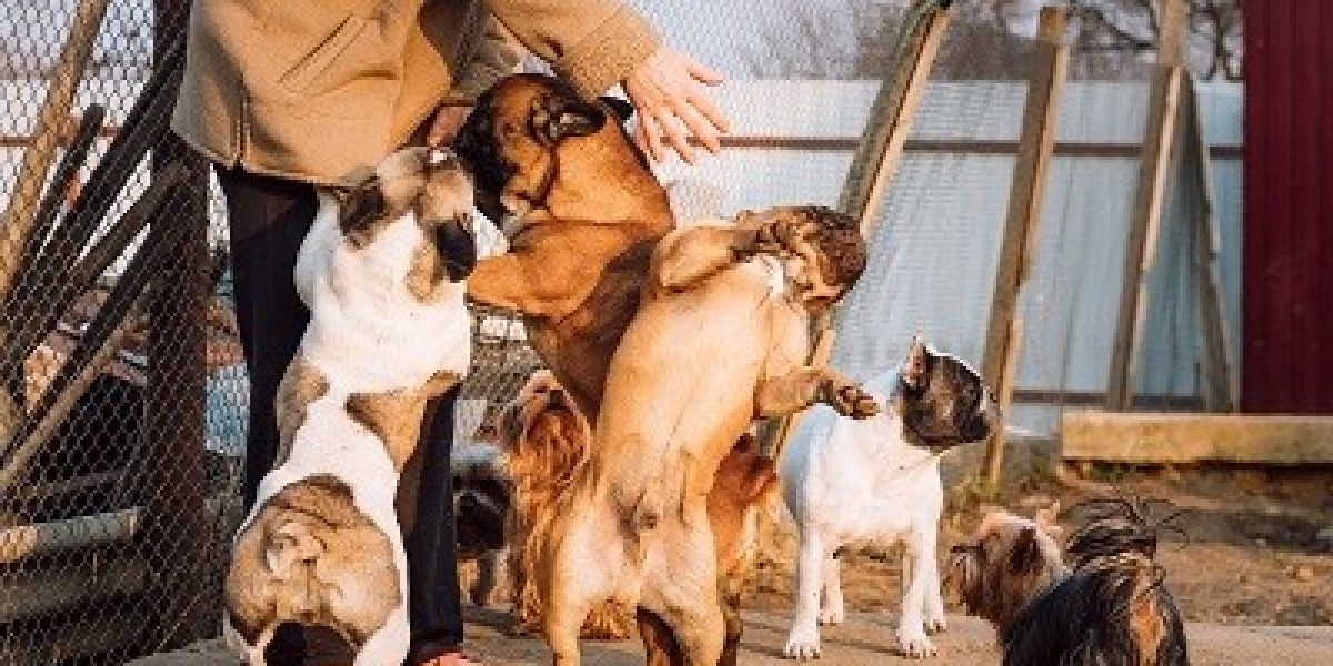 Navigating Regulations and Standards for Long-Term Dog Boarding Kennels in Virginia