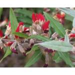 plants online Profile Picture