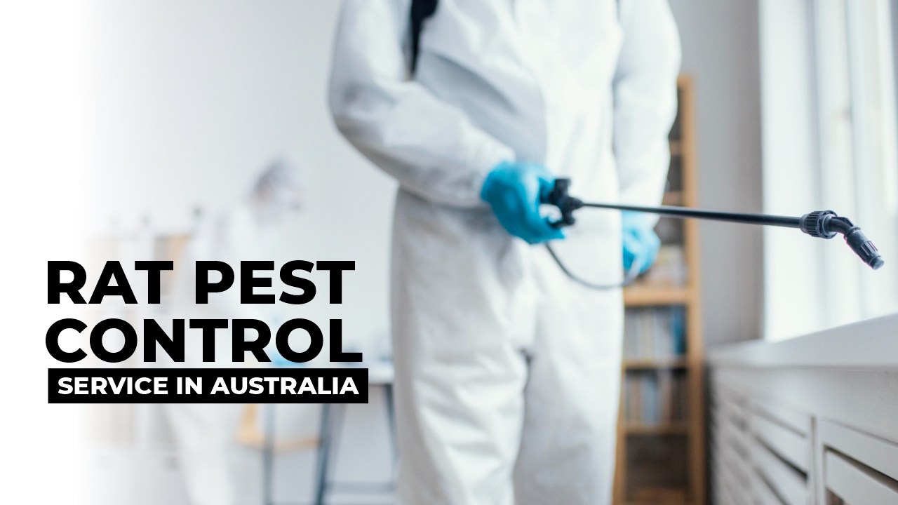 Rat Pest Control in Australia
