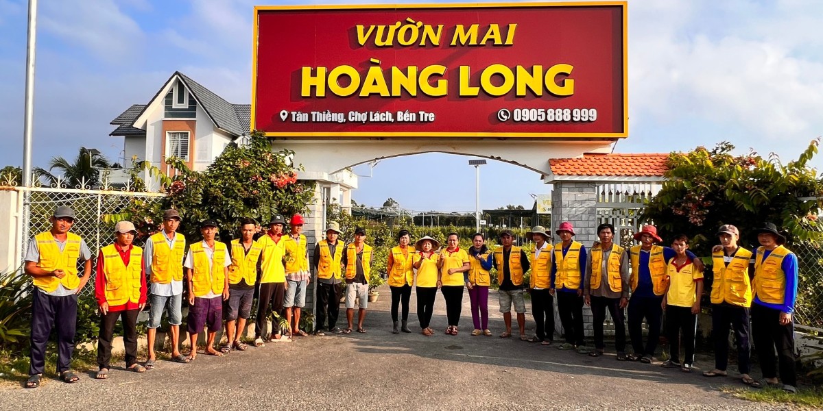 các dòng MAI VÀNG đẹp nhất Ở VIỆT NAM hiện tại    cách trồng mai phôi. Mai vàng tên thường gọi là hoa mai vàng hay cây m