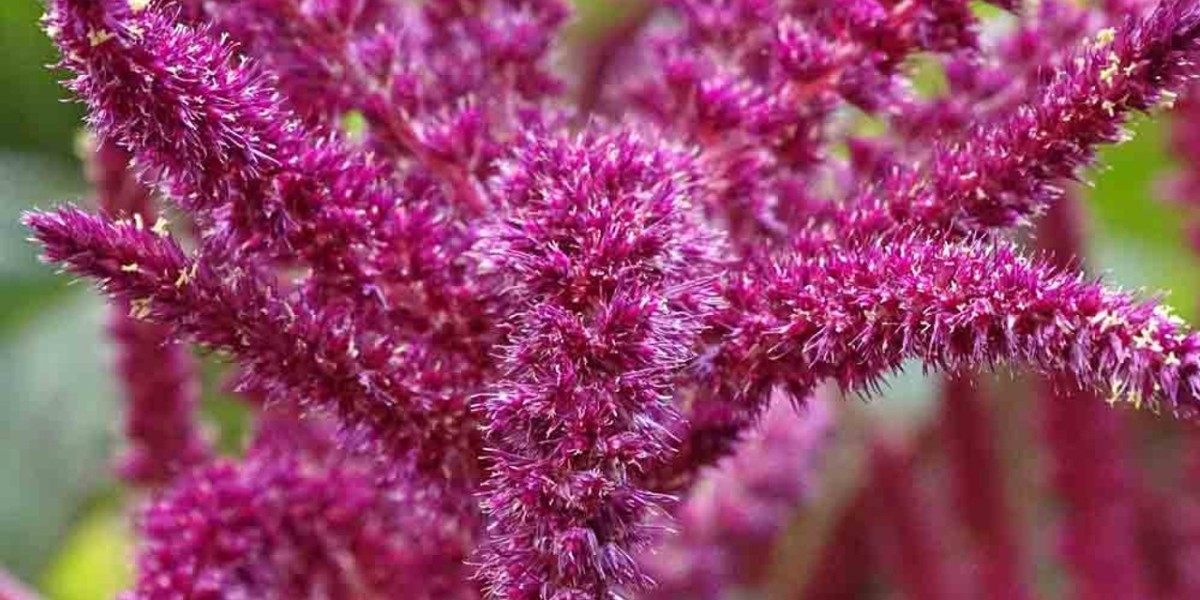 Amaranth Color Market Set for 5.3% CAGR Growth, Valued at $109.4 Million by 2033
